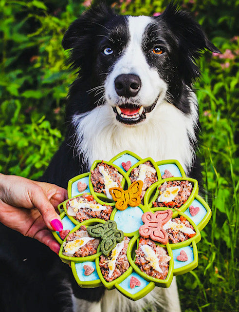 Mandala Design ETray Enrichment Tray For Dogs