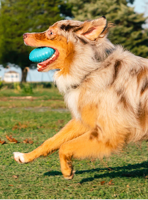 Playology Dental Chew