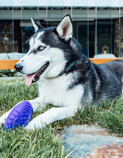 Playology Dental Chew