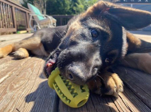 Natural Rubber Acorn Toy