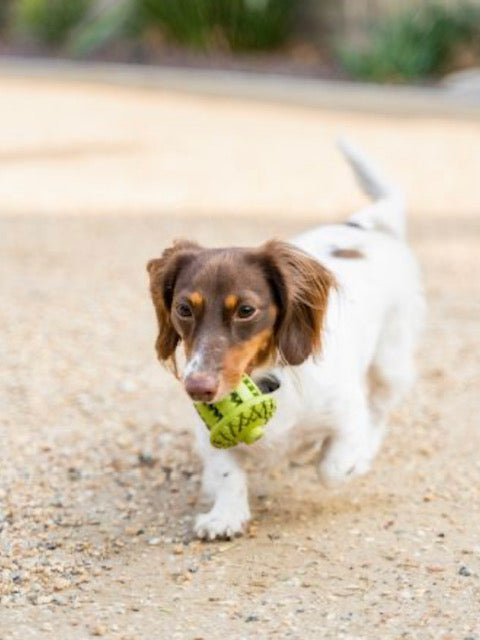 Natural Rubber Acorn Toy