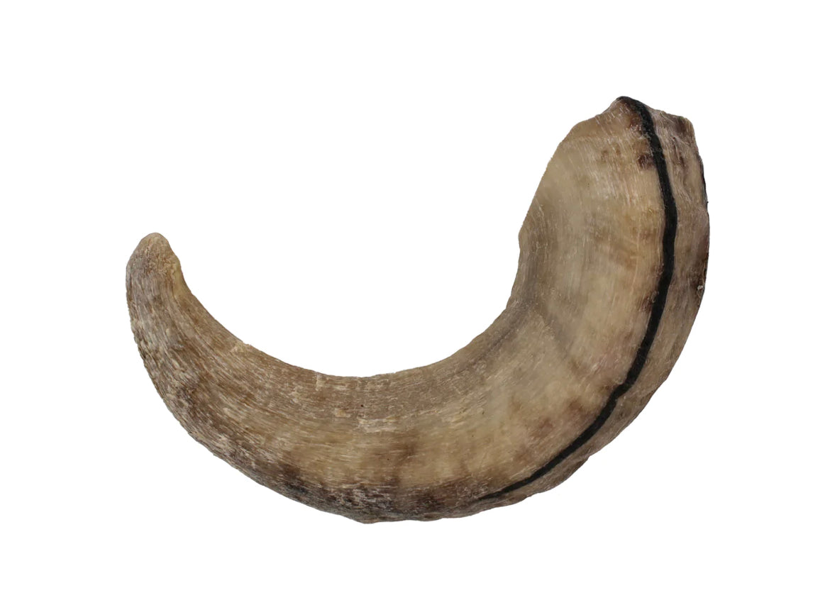 Lamb Horn Dog Treat