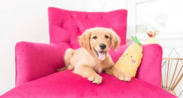 Pineapple Squeaker Toy