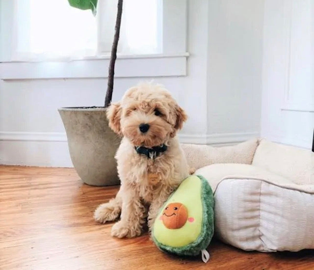Avocado Squeaker Toy