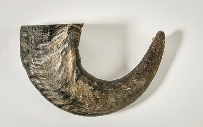 Water Buffalo Horn