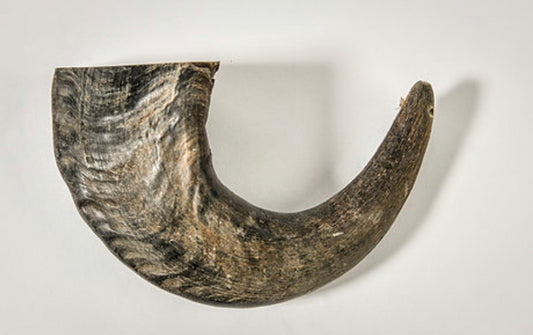 Water Buffalo Horn