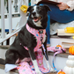 Gilmore Girls Animal Harness