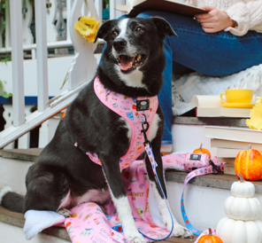 Gilmore Girls Animal Harness