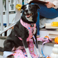 Gilmore Girls Leash
