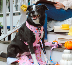 Gilmore Girls Leash