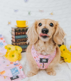 Gilmore Girls Animal Harness