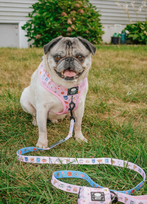 Gilmore Girls Leash