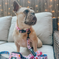Gilmore Girls Dog Collar