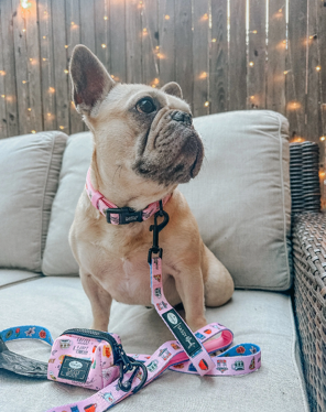 Gilmore Girls Dog Collar