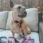 Gilmore Girls Leash