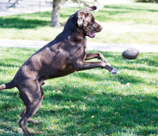 Orbee-Tuff Football Treat-Dispensing Dog Chew Toy, Brown